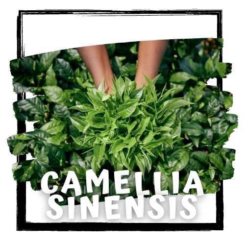 Camellia Sinensis - Cupid's Love Tea